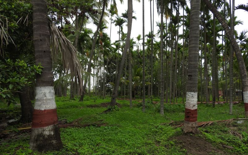 Lush green surrounding of Dhamma Vatika